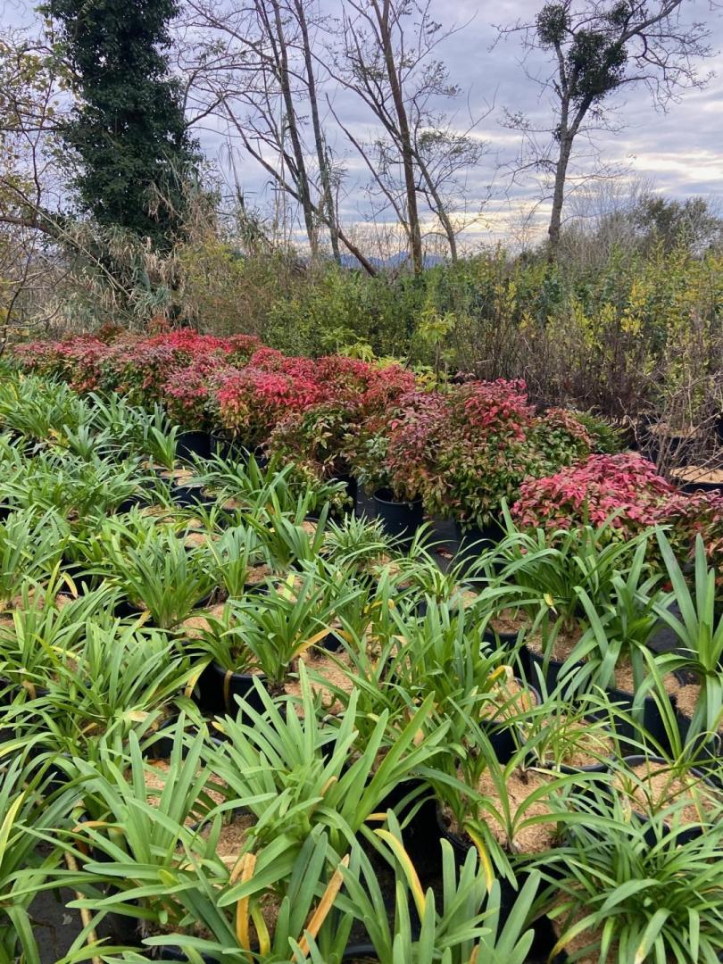 Agapanthe et nandina domestica hauteur 60-80cm