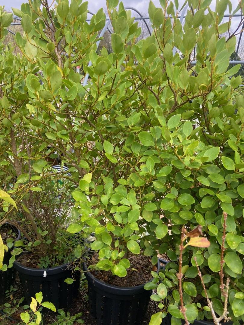 Griseline 180-200cm 2