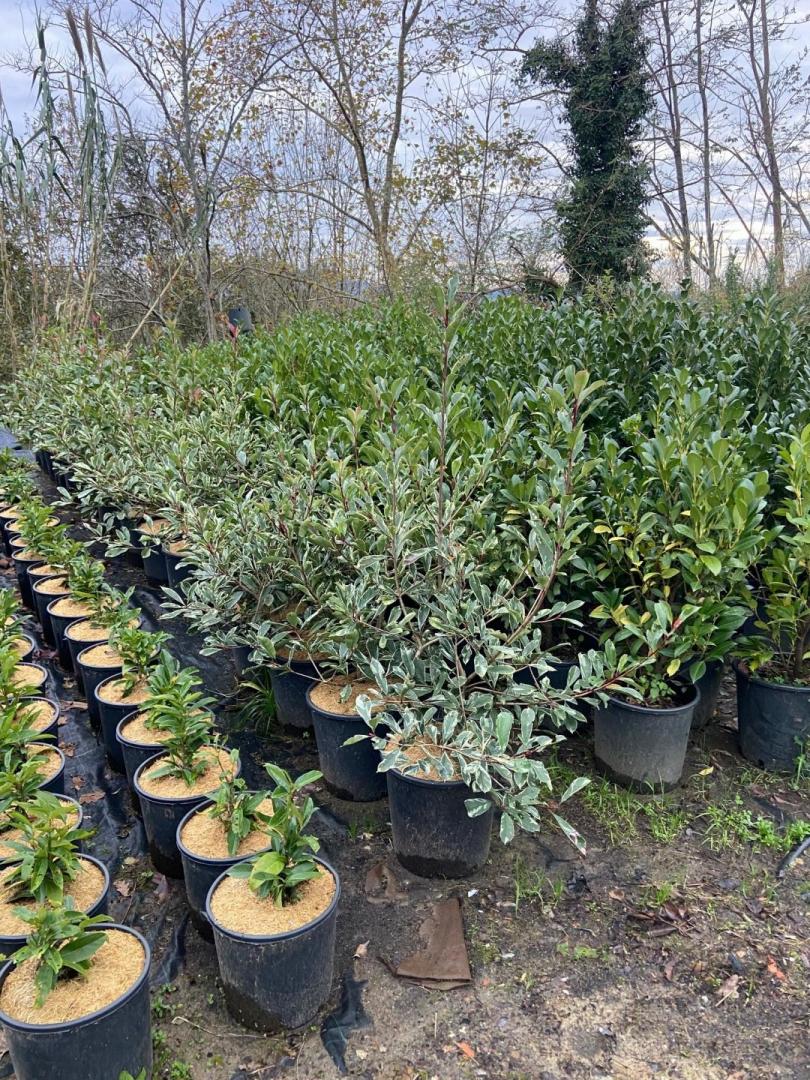 Laurier palme et Photinia
